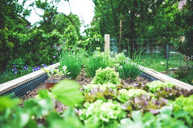 Growing Plants Is Great For Nature Lovers